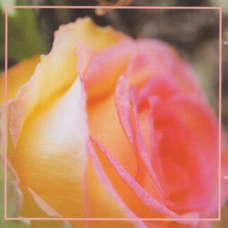 Mathias Grassow - The Fragrance Of Eternal Roses (CD, Album, Ltd, Pai)